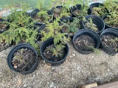 Young 3 yr old birch trees/cedar trees// Colorado blue spruce trees perfect time to plant them selli...
