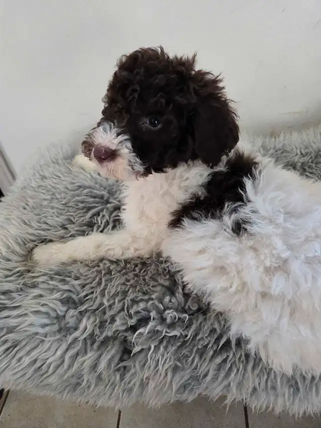 CUTE COLORFUL B1 LABRADOODLE PUPS in Dogs & Puppies for Rehoming in Norfolk County - Image 7