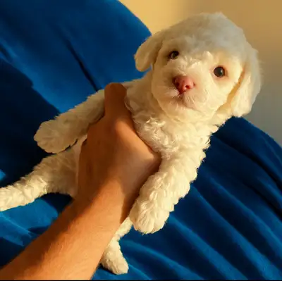 We’re looking for the perfect home for our sweet 8-week-old Toy Poodle boy! He’s got a soft, fluffy...