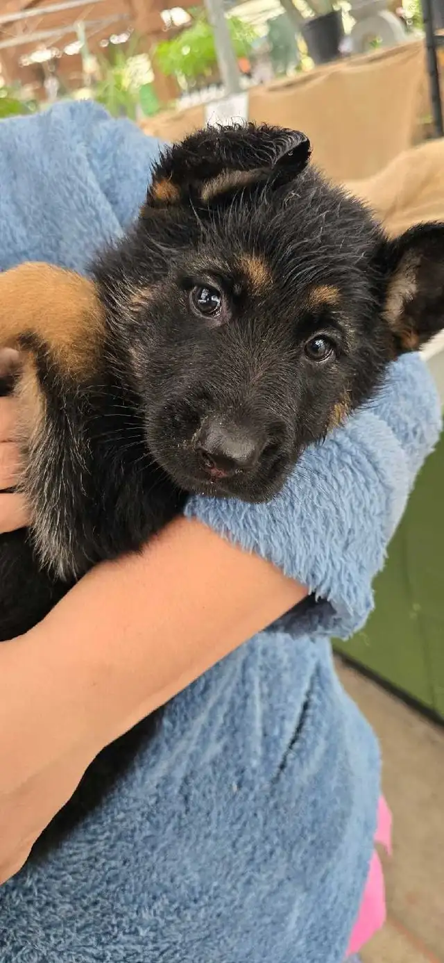 German shepherd puppies in Dogs & Puppies for Rehoming in Guelph - Image 3