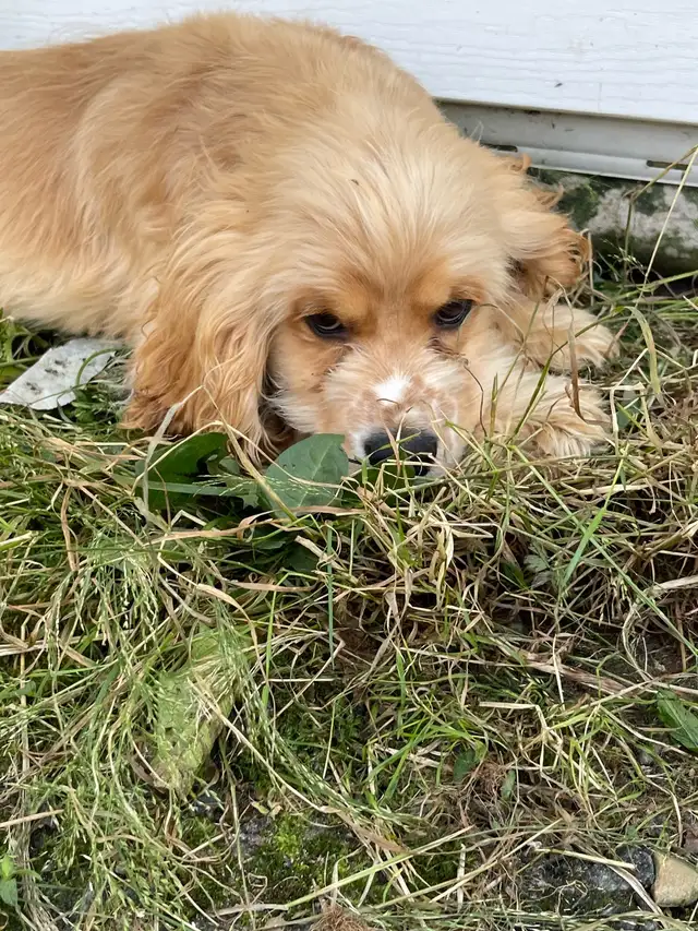 chiot cocker et springer in Dogs & Puppies for Rehoming in Saint-Hyacinthe - Image 7