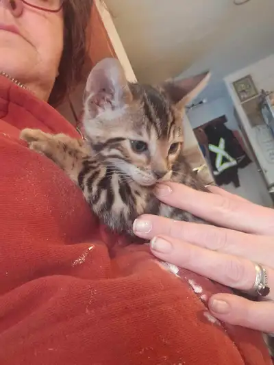 5 beautiful Bengal kittens, View more