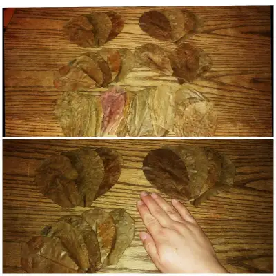 Small indian almond leaves - 25 pk - Falconridge NE, View more