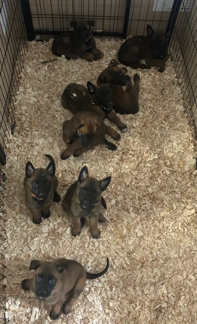REG. BELGIAN MALINOIS PUPPIES - CHIOTS MALINOIS ENR. in Dogs & Puppies for Rehoming in Laurentides - Image 2