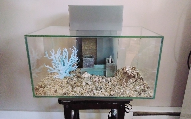 Fluval edge 6 gallon (yes its available) in Fish for Rehoming in Saint John
