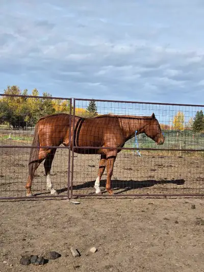 Thoroughbred mare, View more