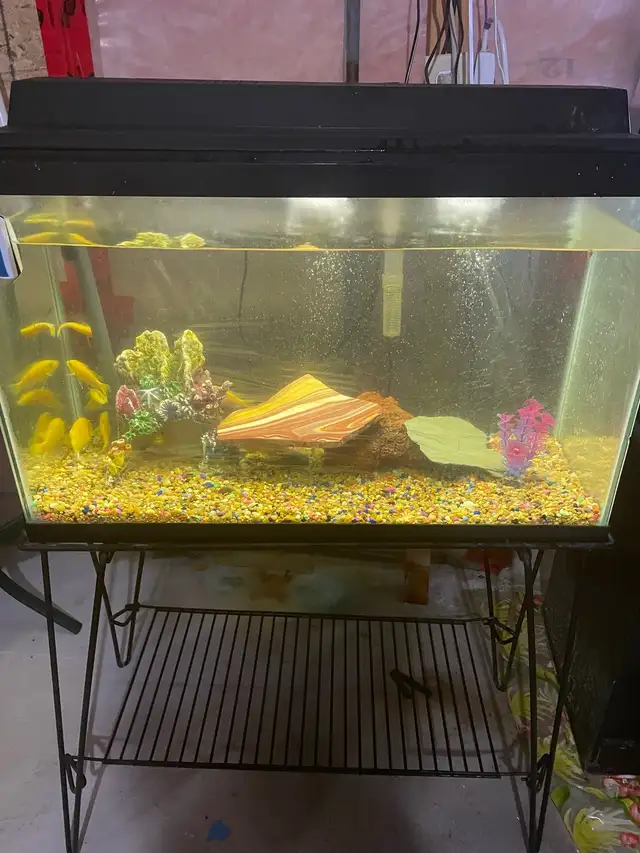 Fish Tank / Aquarium with stand & accessories. in Fish for Rehoming in Oshawa / Durham Region - Image 5