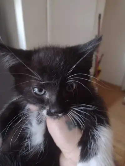 Cute kittens, View more
