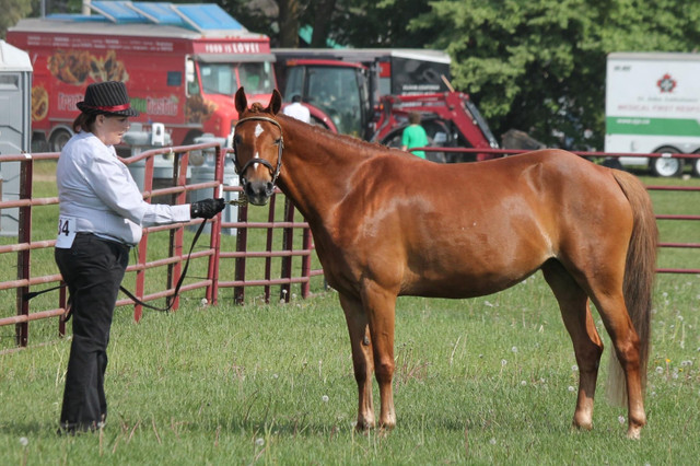ISO part boarder  in Equestrian & Livestock Accessories in Oshawa / Durham Region - Image 2