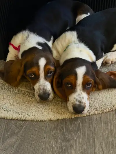 Two Basset Hound Puppies 4 Sale (Brother/Sister), View more
