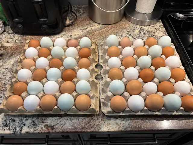 Farm Fresh Eggs (IN STOCK) in Livestock in St. Catharines - Image 2
