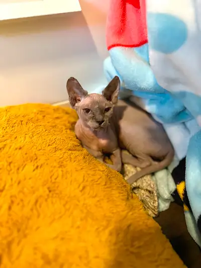 Chat Sphynx, View more