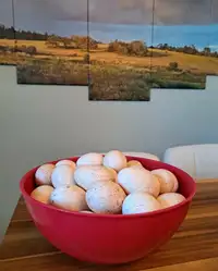Turkey Hatching eggs for sale