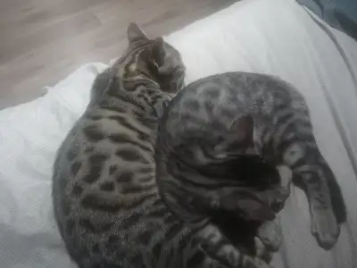 2 Chaton bengal femelle pure race, View more