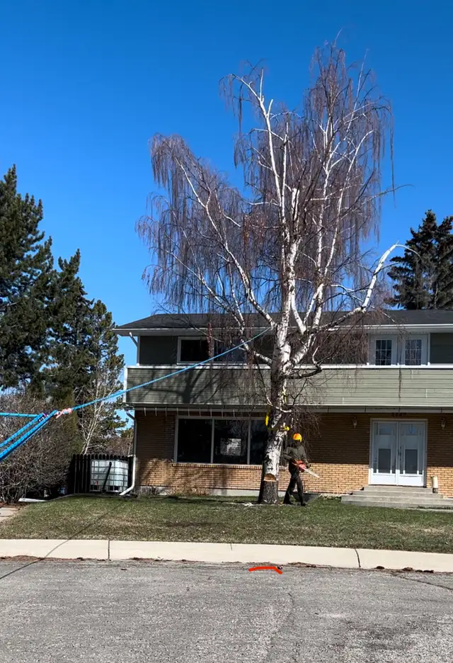 Tree Pruning & Removal - Tree•Serve62866659920257121
