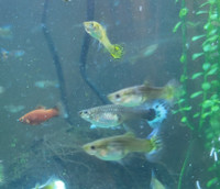 Blue tail female guppies and colorful males