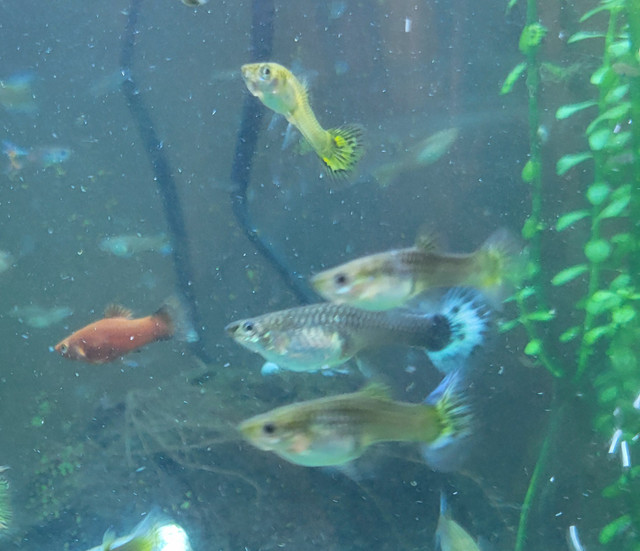 Blue tail female guppies and colorful males in Fish for Rehoming in Summerside