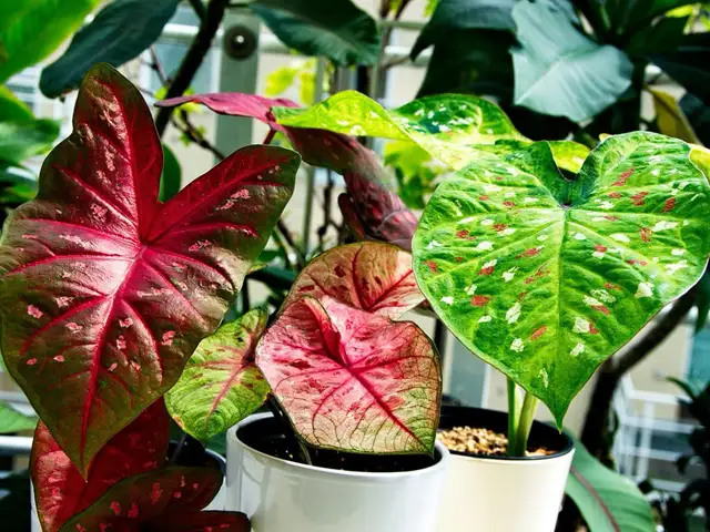Bag of 10-12 caladium62864746044418121