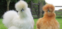 LOOKING FOR SILKIE HEN
