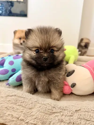 Pure breed Pomeranian - Toy size - Short snout , View more