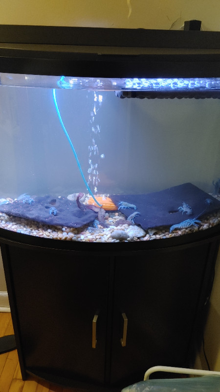 Few fish fresh water for Aquarium Fish Tank For Sale in Fish for Rehoming in Ottawa - Image 2