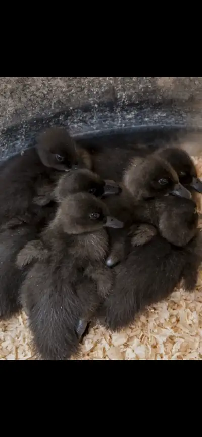 Cayuga Ducklings. $20 each. Can meet in Stony Plain/Calahoo Area/ Muir lake school