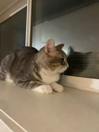 cat for sale, View more