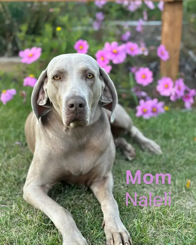 Weimaraner in Dogs & Puppies for Rehoming in Edmonton - Image 7