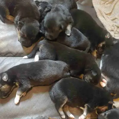 German shepherd puppies, View more