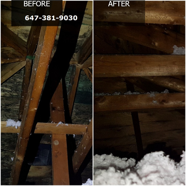 ATTIC MOLD REMOVAL , CERTIFIED FROM $500, (647-451-0493) in Other in Oakville / Halton Region - Image 4