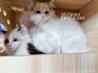Bi color Ragdoll kittens ready to go now 