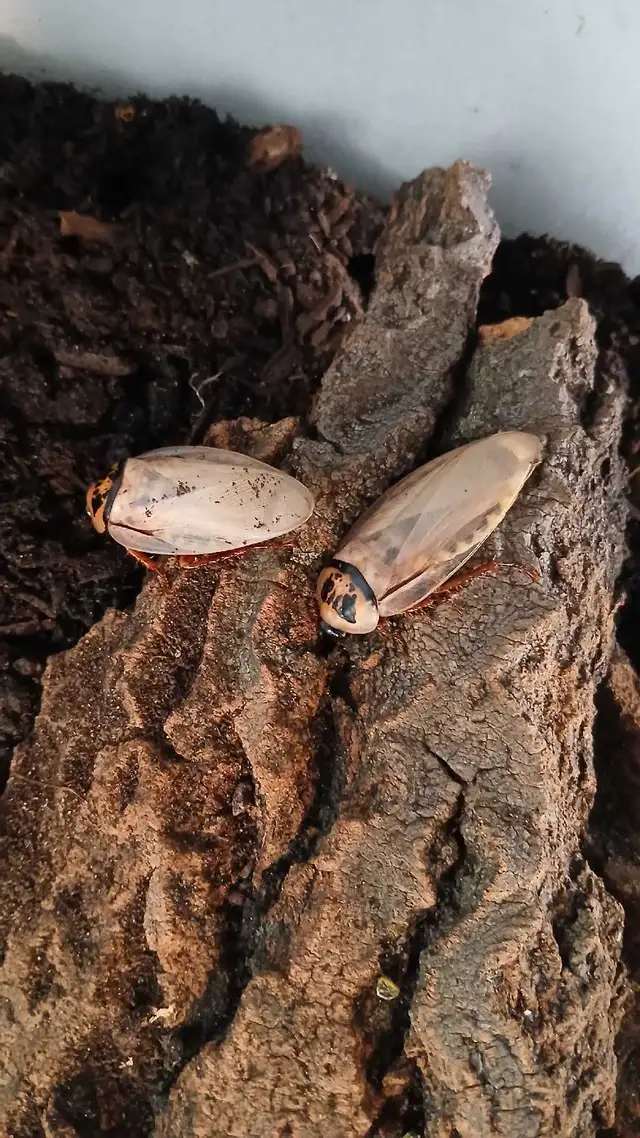 R oaches for sale (multiple species) feeders and pets in Reptiles & Amphibians for Rehoming in North Bay - Image 7