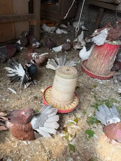 Indian  fantail pigeons for sale ., View more