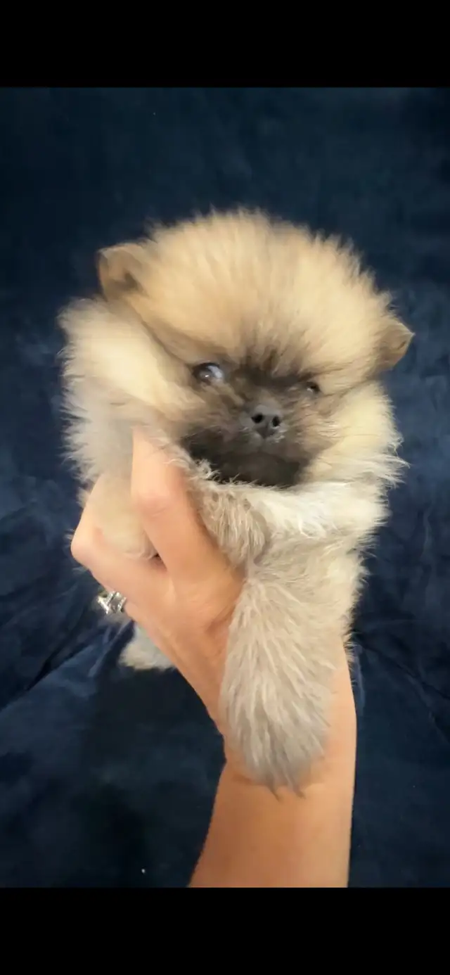 Merle Pomeranians in Dogs & Puppies for Rehoming in Markham / York Region - Image 10