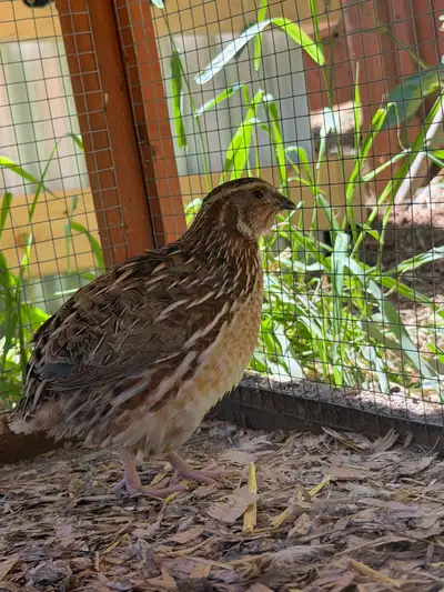Coturnix Quail Male, View more