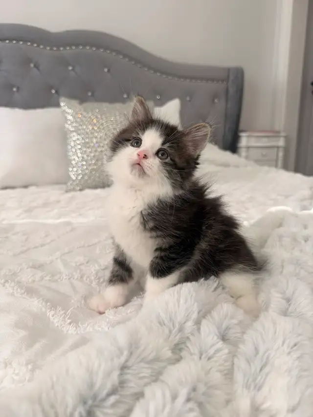 Siberian Long Hair Kitten – Rehoming