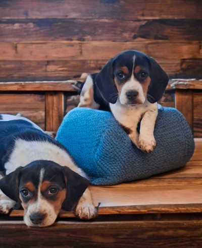 2 female beagle puppies
