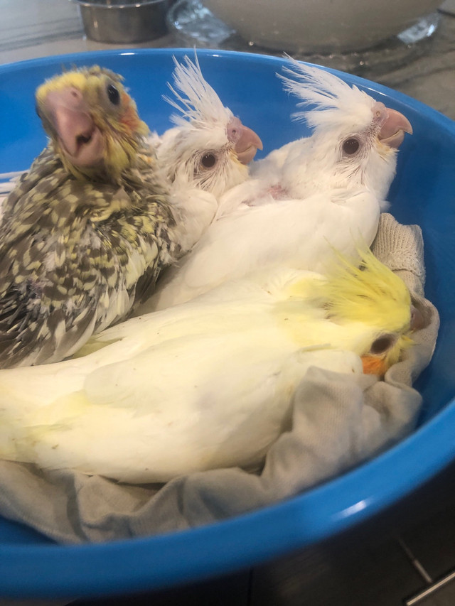 CUTE Handfed Baby Cockatiels for sell ; deliver  in Birds for Rehoming in Kawartha Lakes - Image 2