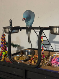 Selling my Indian ringneck 