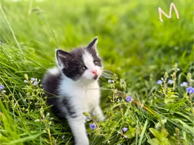 Turkish Van cross 2 male 2 female Eating well and using litter box. *8 weeks on June 23 Cute authent...