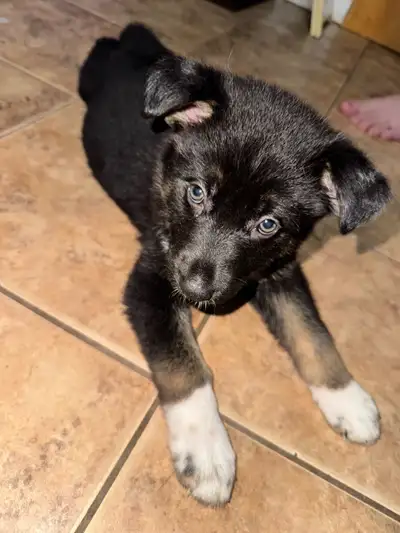 German Shepherd/Rottweiler puppies, View more