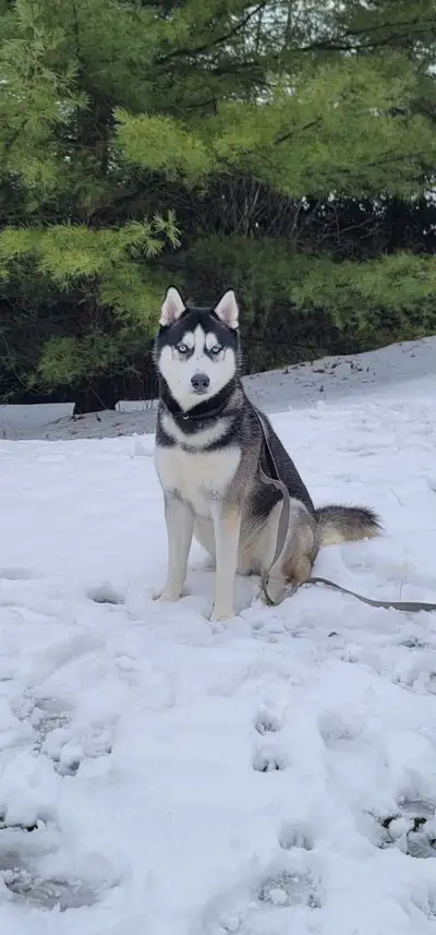Rehoming of a handsome HUSKY dog, View more