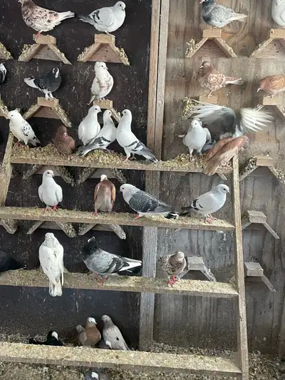 Lots of pigeons  , View more