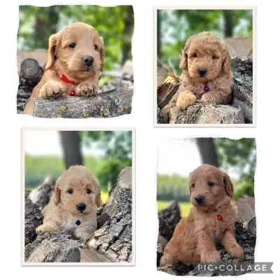 F1b Mini-GoldenDoodle Puppies, View more