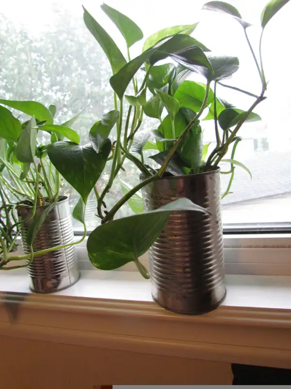 Beautiful Golden Pothos and Hawaiian Pothos flower mix in a 680m in Other in Calgary - Image 11