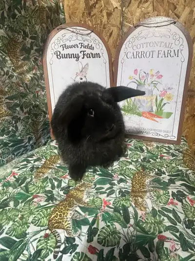 Vm black doe 4 months old Looking for pet home Reason for selling not Turing out way I want for bree...
