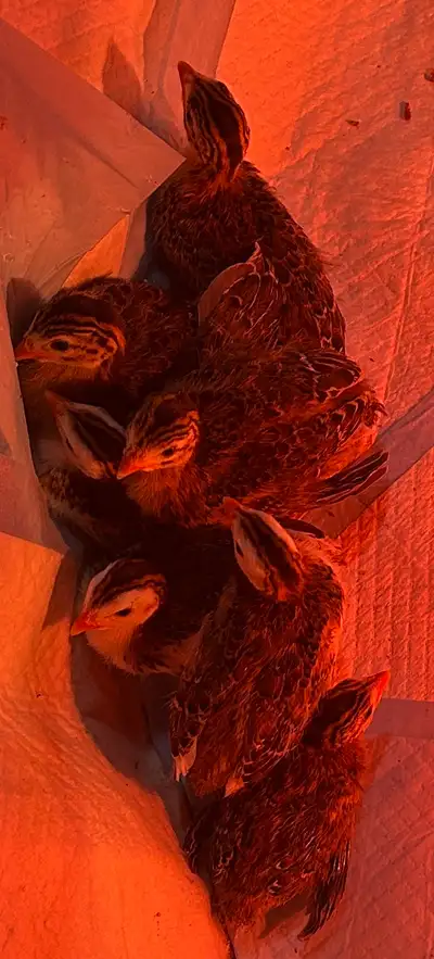 Guinea Keets For Sale, View more
