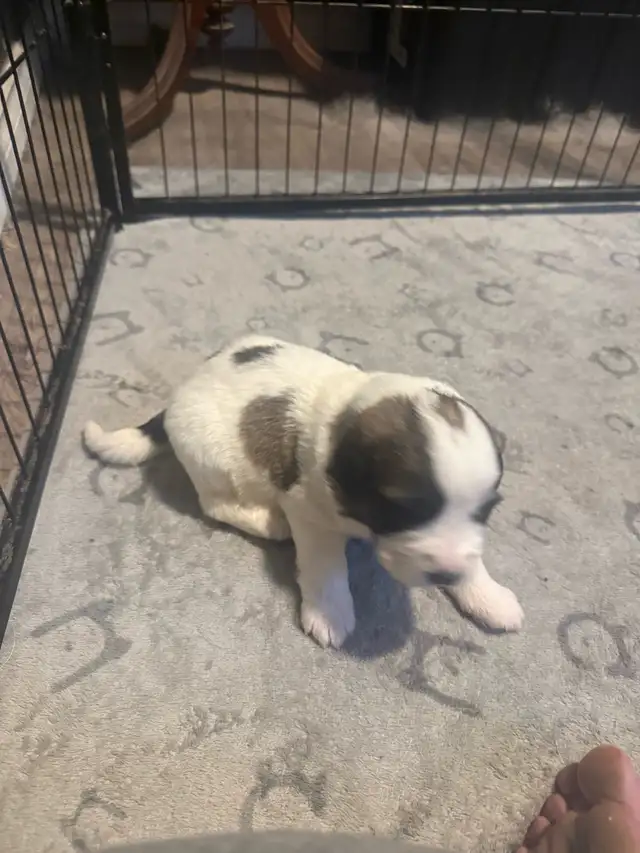 St.bernard/great pyrenees puppies for sale in Dogs & Puppies for Rehoming in Brantford - Image 10