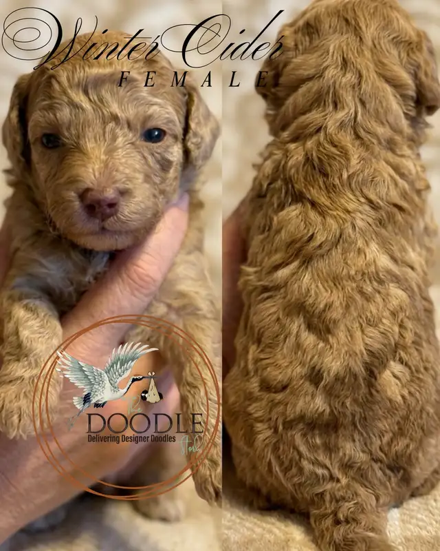 Warm Your Home With Love — Mini Poodles For Adoption. in Dogs & Puppies for Rehoming in Grand Bend - Image 5