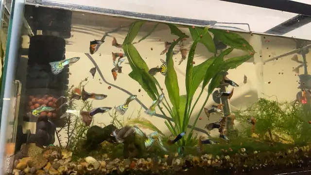 Assorted Guppies【杂袍孔雀】$1 female ; $2 male in Fish for Rehoming in Calgary - Image 4